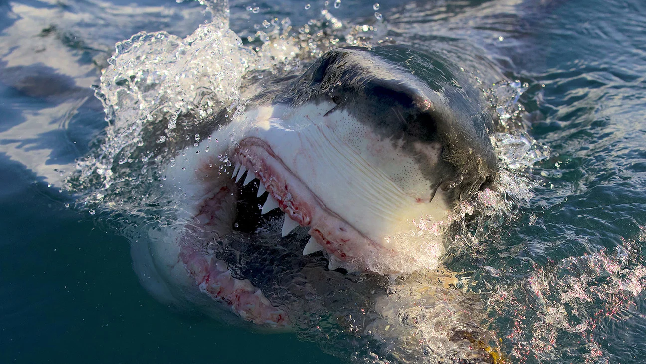 Wheelhouse adquiere a Anomaly Entertainment, productora clave de Shark Week