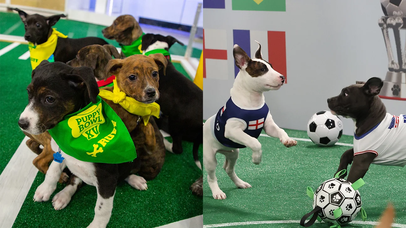 LG Channels lanza 'World Pup', competencia de fútbol con cachorros rescatados