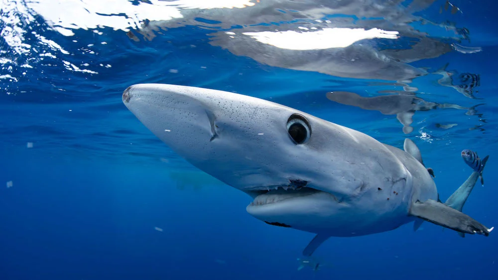 Shark Week 2026 regresa a Discovery Channel con 20 especiales nuevos