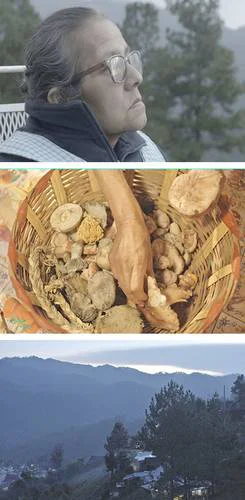 Producen documental 'Braulia' sobre saberes zapotecas y sanación con hongos sagrados