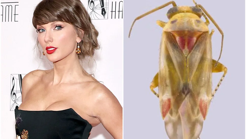 Investigadores nombran nuevas especies de insectos en Australia en honor a Taylor Swift